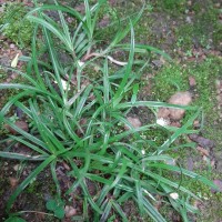 Cyperus mindorensis (Steud.) Huygh